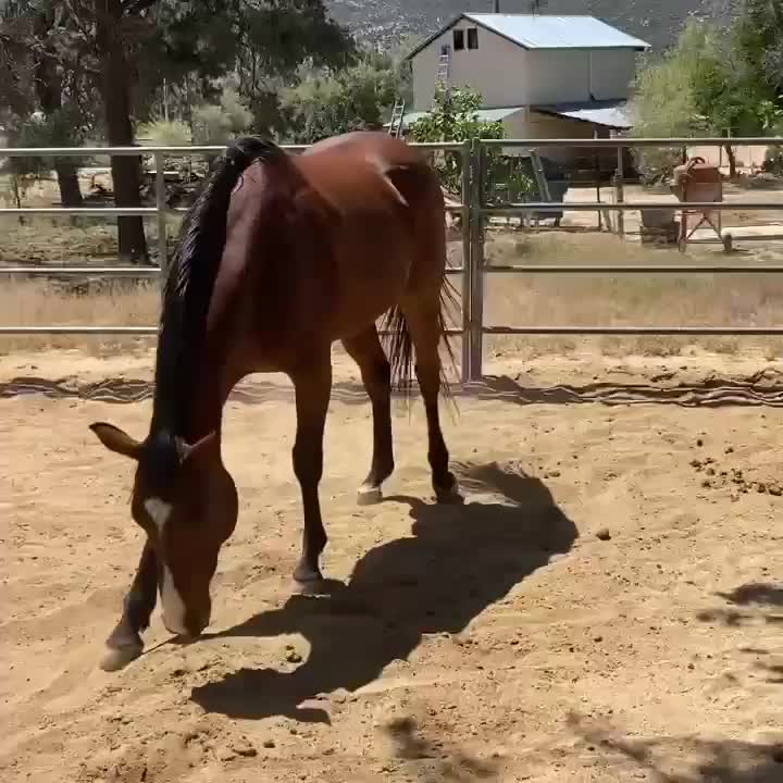 Horse Sanctuary at Moonrise Ranch | Mountain Center CA