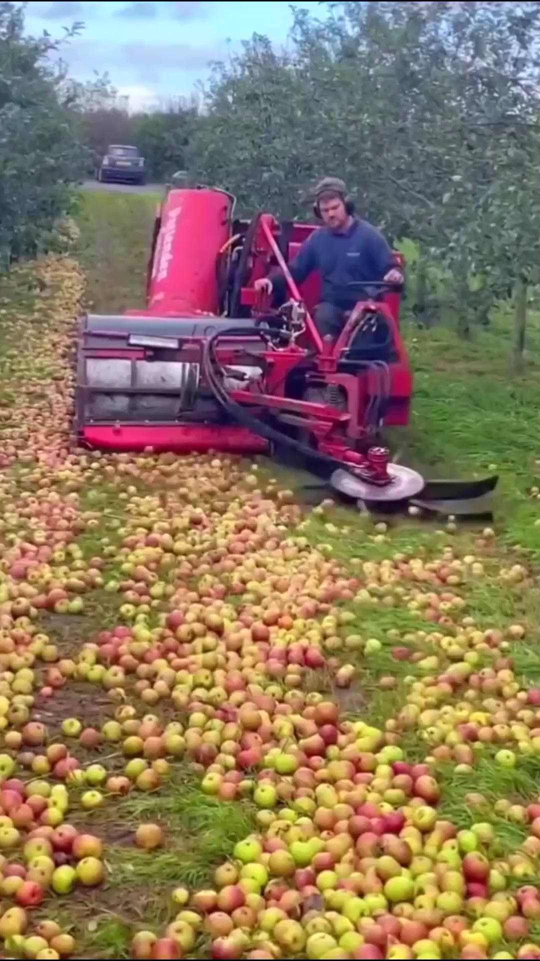 Curated visual reference: The Process Of Picking Apples From The Tree Good Tool Photo Inspiration