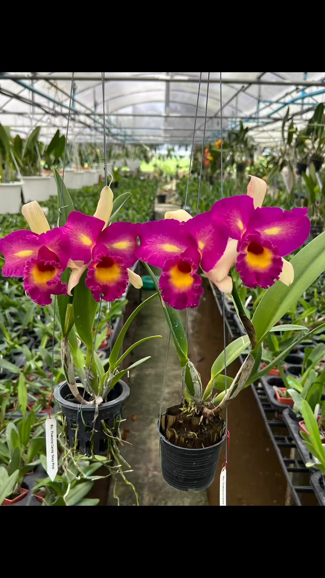 Rlc.Thaksina Candy 'Sexy Pink' | Siam Orchid Thailand | Facebook