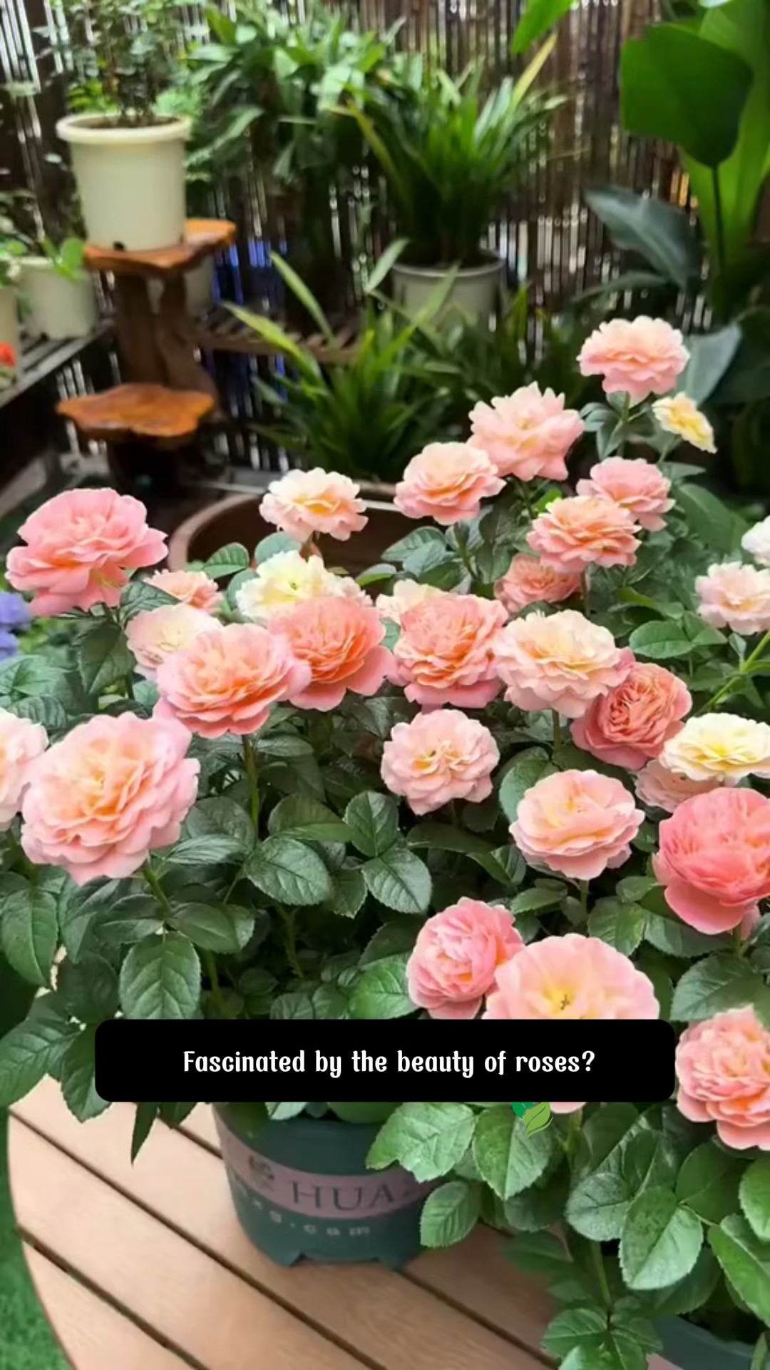 Fascinated by the beauty of roses Don’t forget these common diseases ...