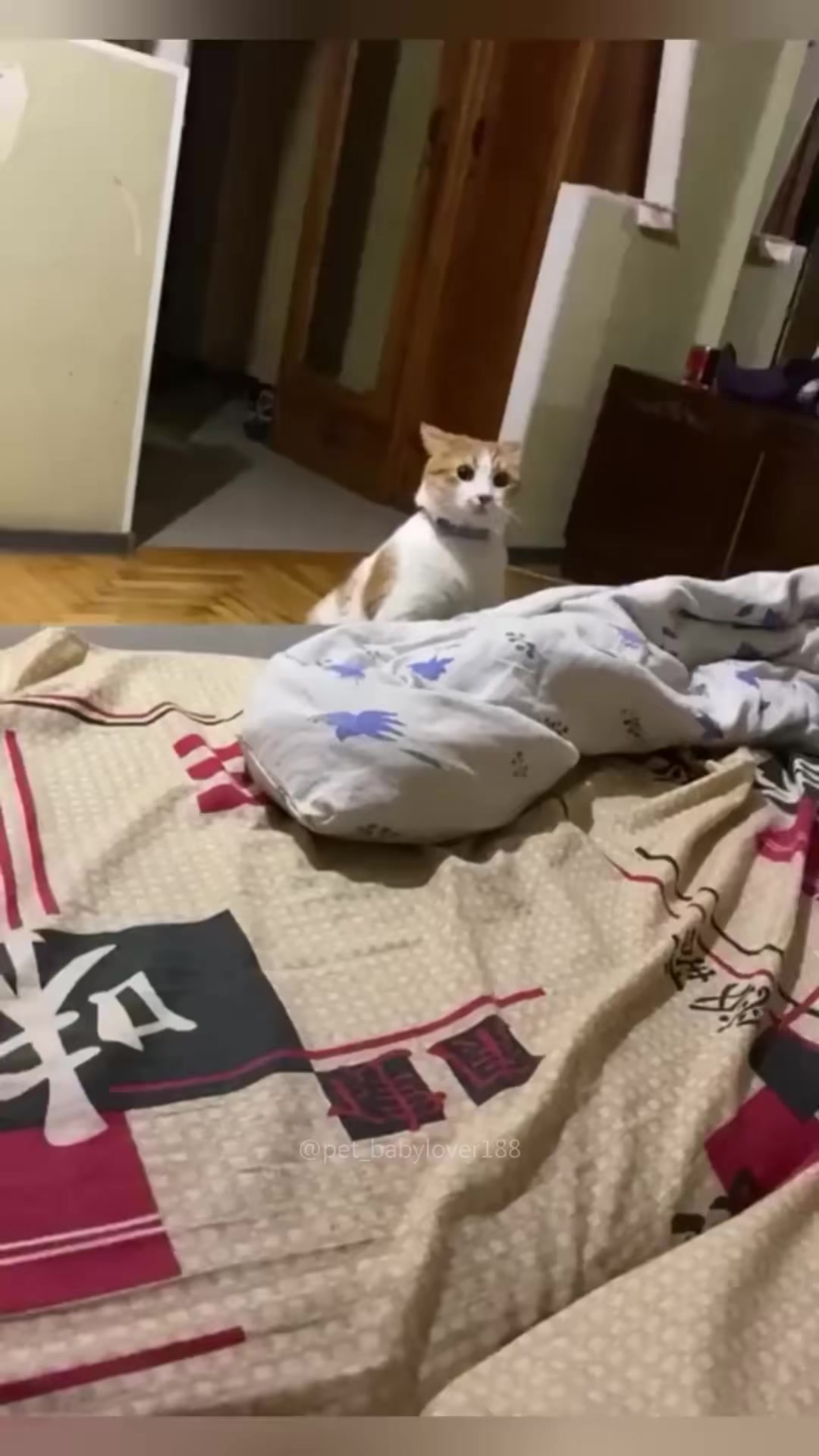 Normal orange cat activity😸 #fypシ #funnyanimals #catlover #catsoftiktok ...