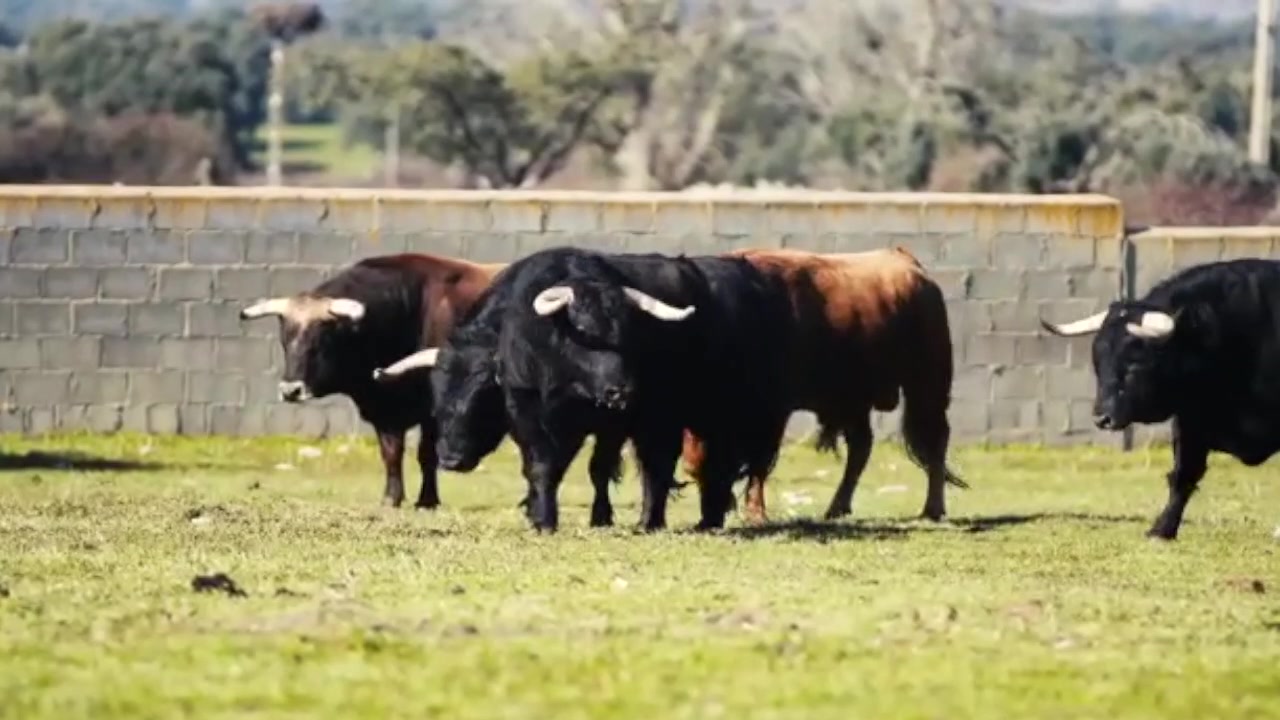 Según la Unión de Criadores de Toros de Lidia, una de las ...