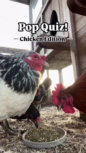 How’d you do?! 🐓🐣🐔 Were you surprised that chickens DO eat rocks? Our ...