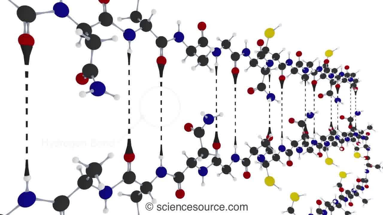 Protein structure levels. Labelled animation showing the primary ...