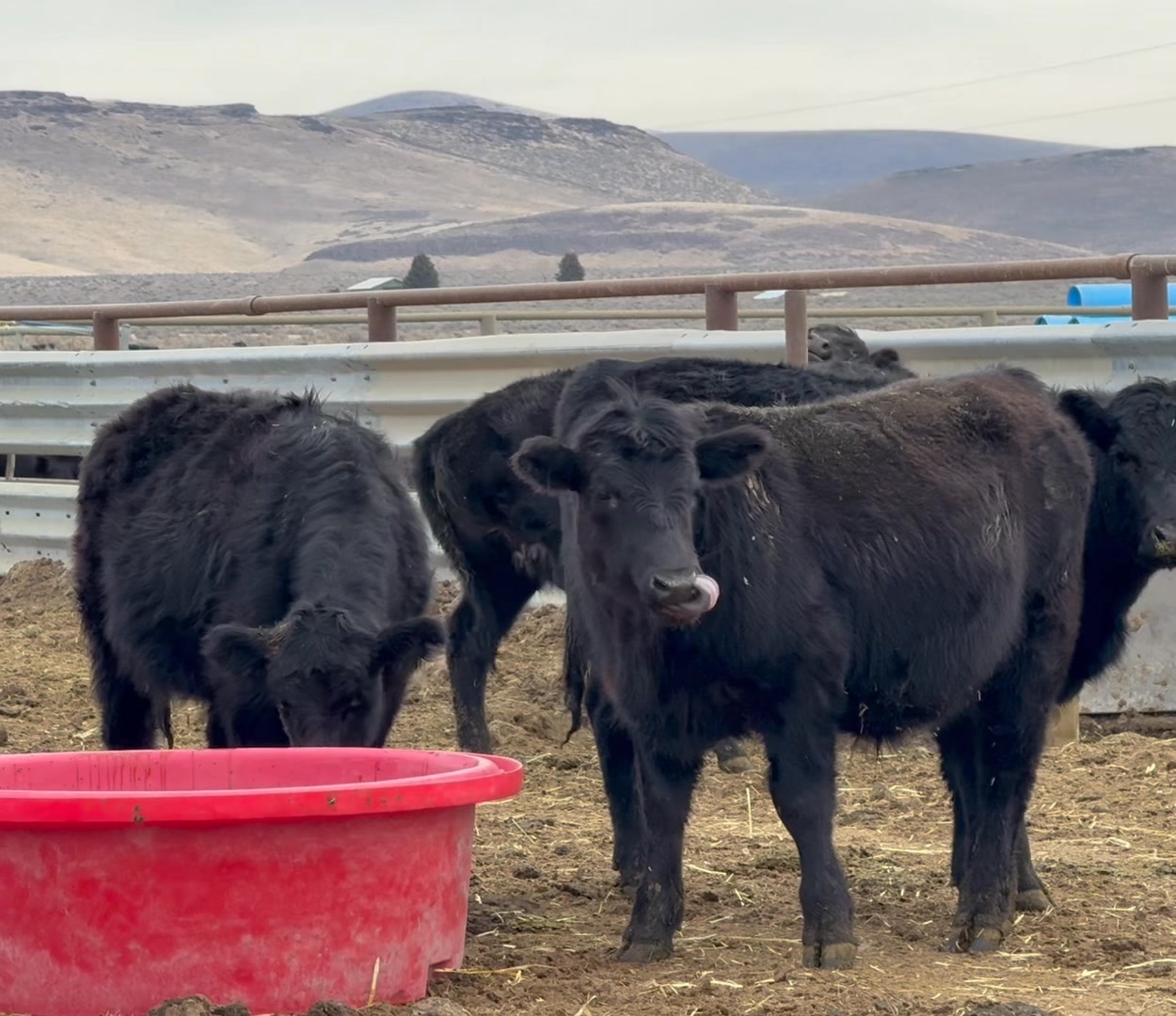Feeder Sale, Friday February 20th Bar X Ranch Bob and Kathy Buckingham ...