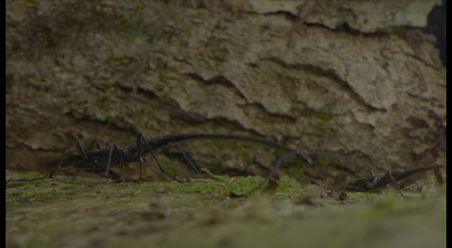 Beetles are the most diverse and abundant species on Earth, and they ...