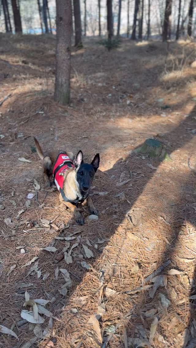 Nike S.A.R Dog Training #bordercoliie #area #sardog | Yoon Soo Nam ...