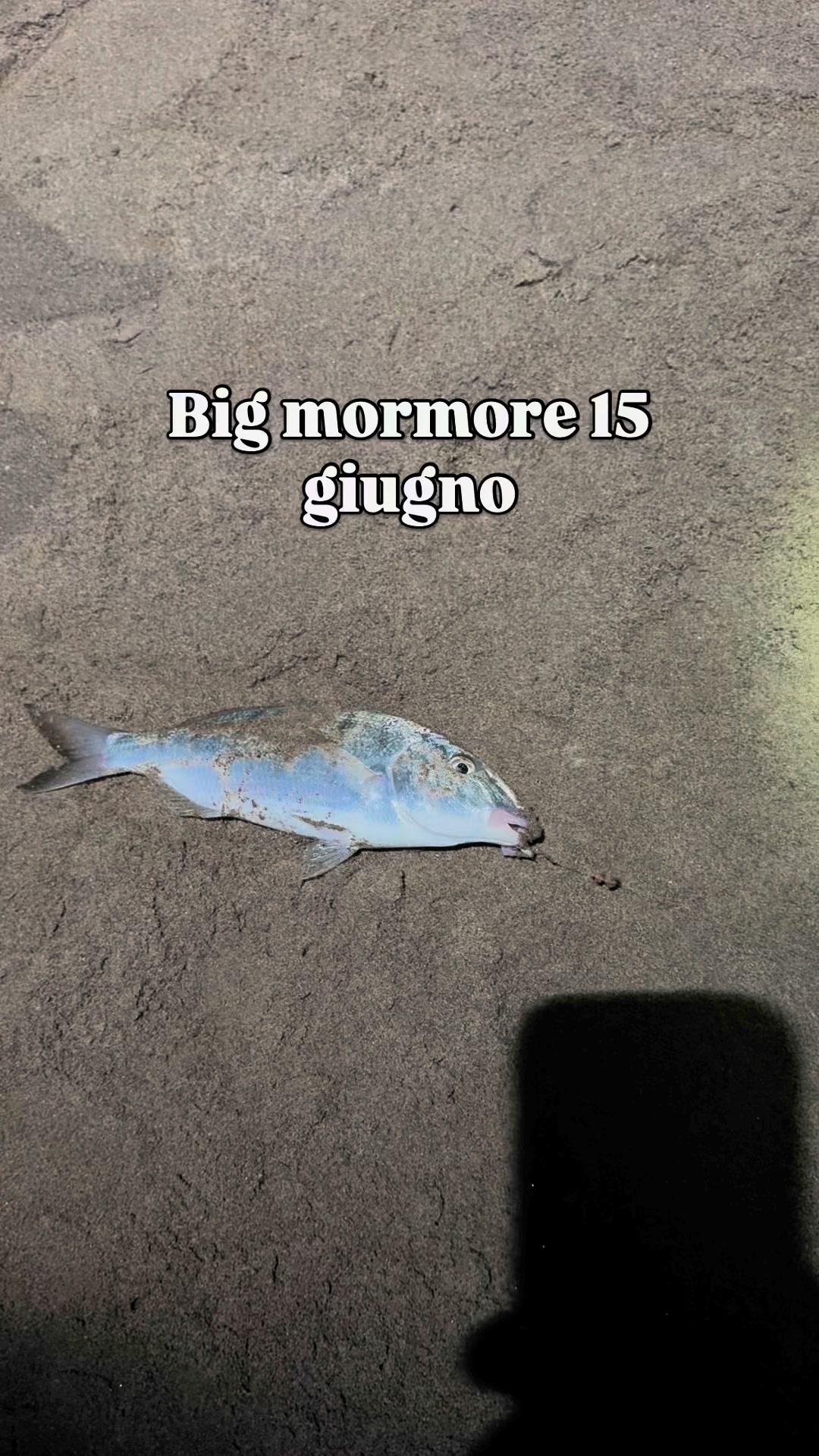 Big mormore 15 giugno 🔥#fishing #longcasting #surfcasting #pesca # ...