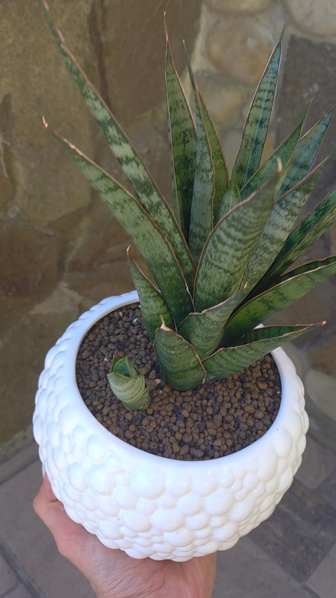 Sansevieria Himalayan,Pattaya,Buntheing,Asancaya and Rock man