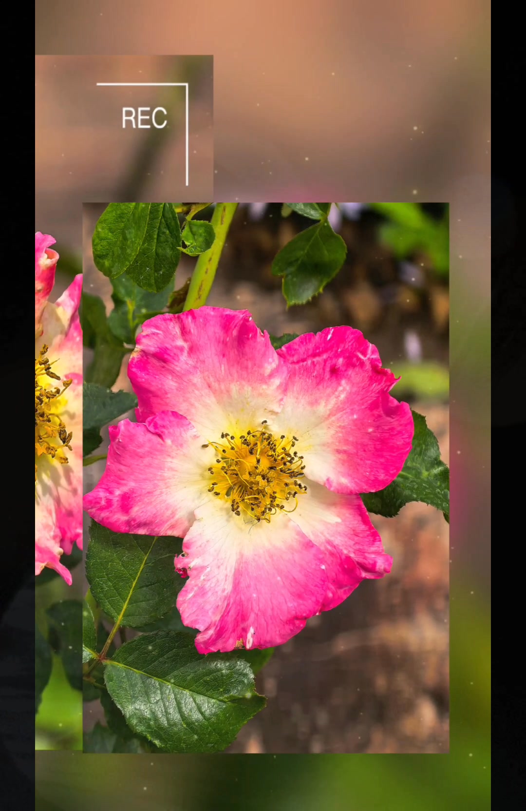 💦 Rosa roxburghii : Location Chiang Mai Thailand