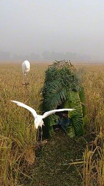 Unbelievable Heron Catching Technique in a Foggy Rice Field 😱🦩 # ...