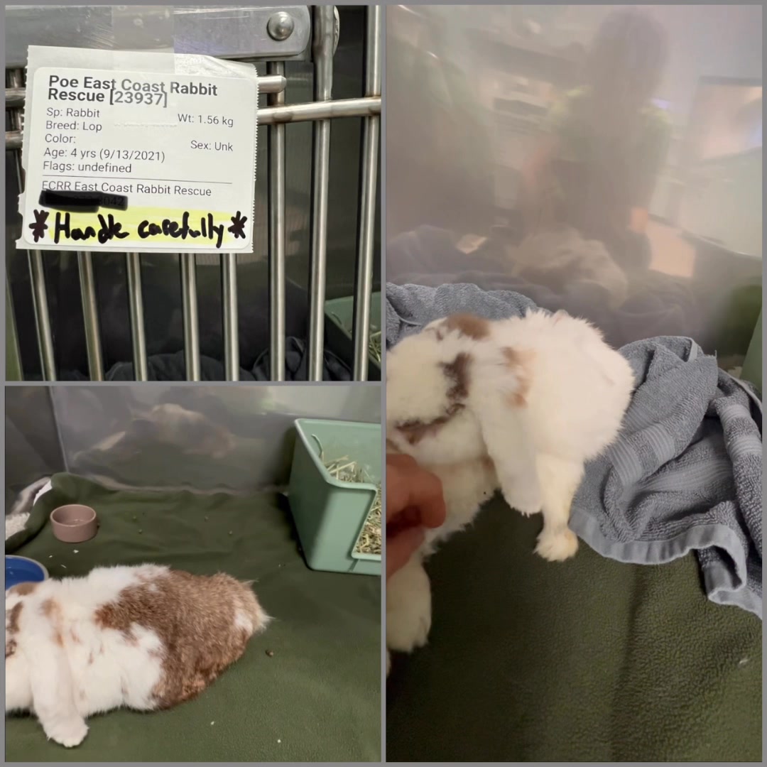 It is distressing to hear people suggest that Poe's treatment is ...