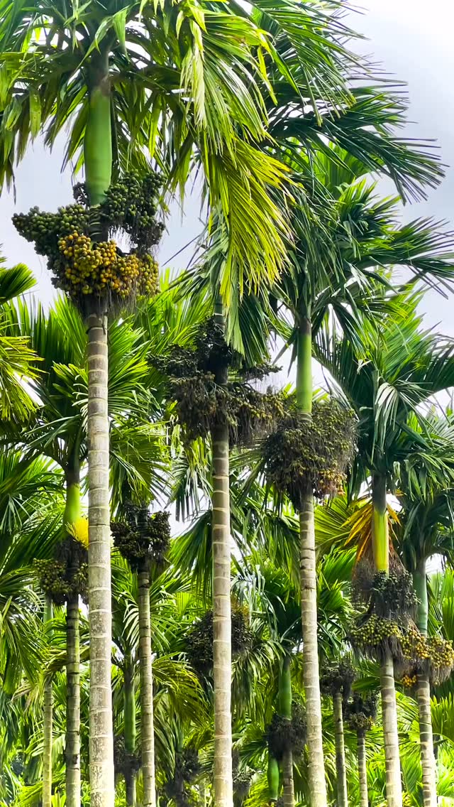 #supari #arecanut #adike #malenadu #shivmoga #betelnut #kaginele ...