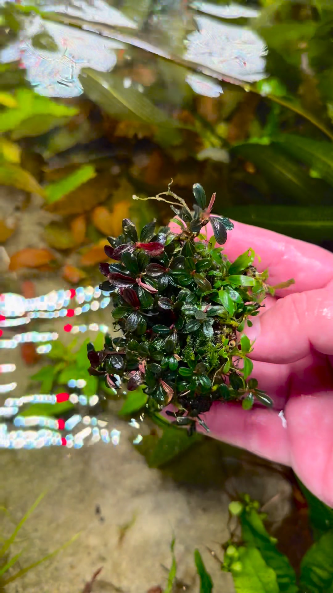 Dramatic contrast with dark Bucephalandra in aquariums