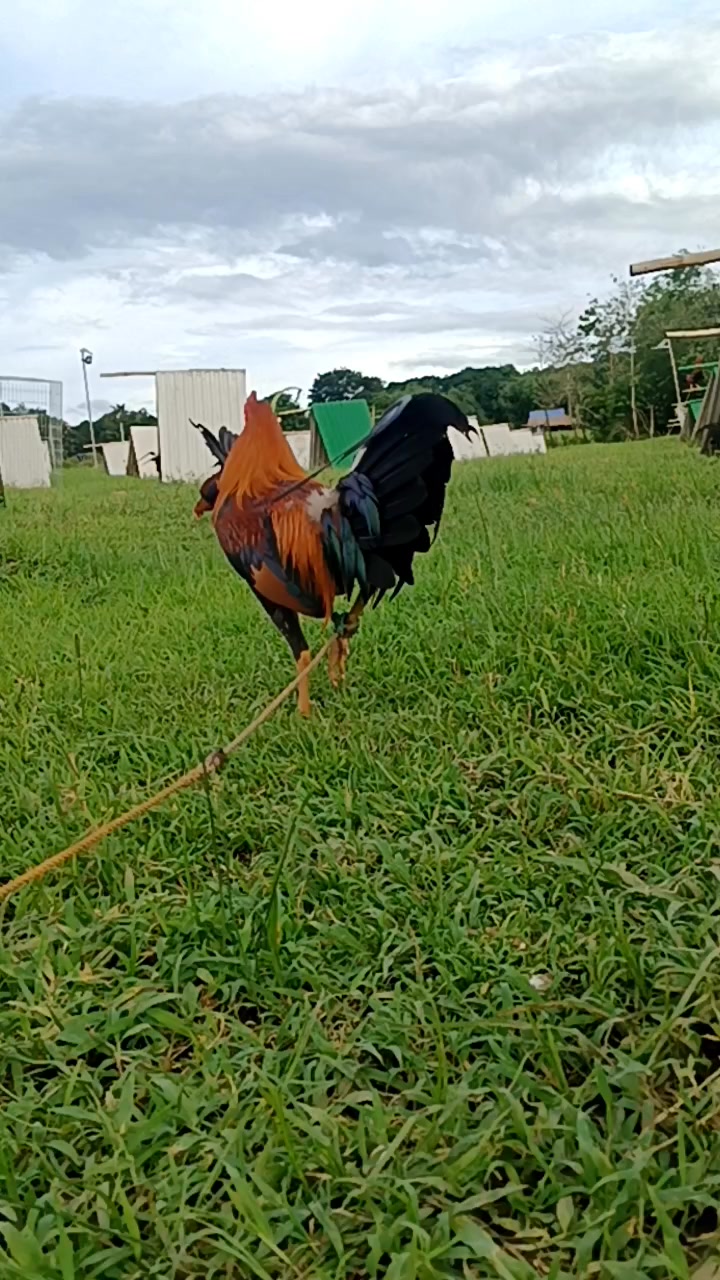 Golden boy | Apapap GameFarm | Facebook