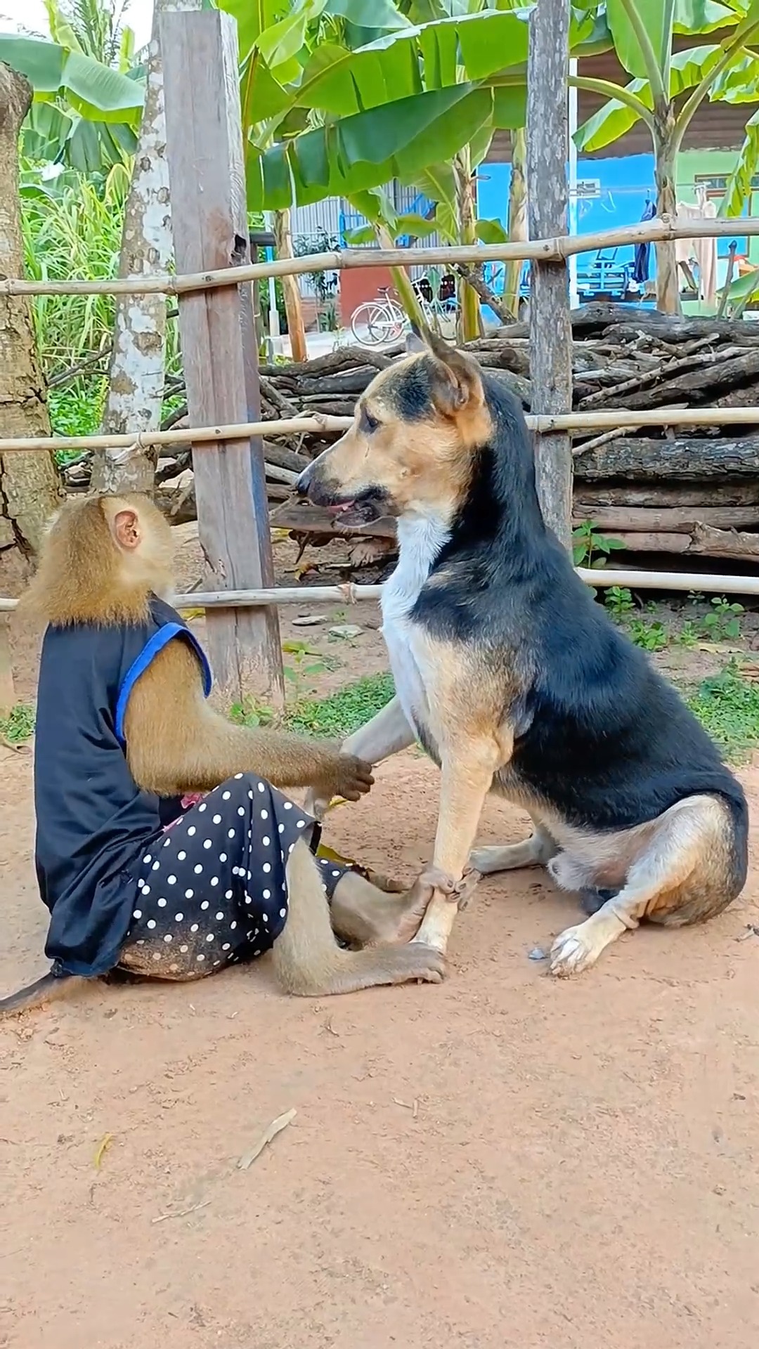 Baby Monkey Rides Dog Like a Horse While Family Watches Most Adorable ...
