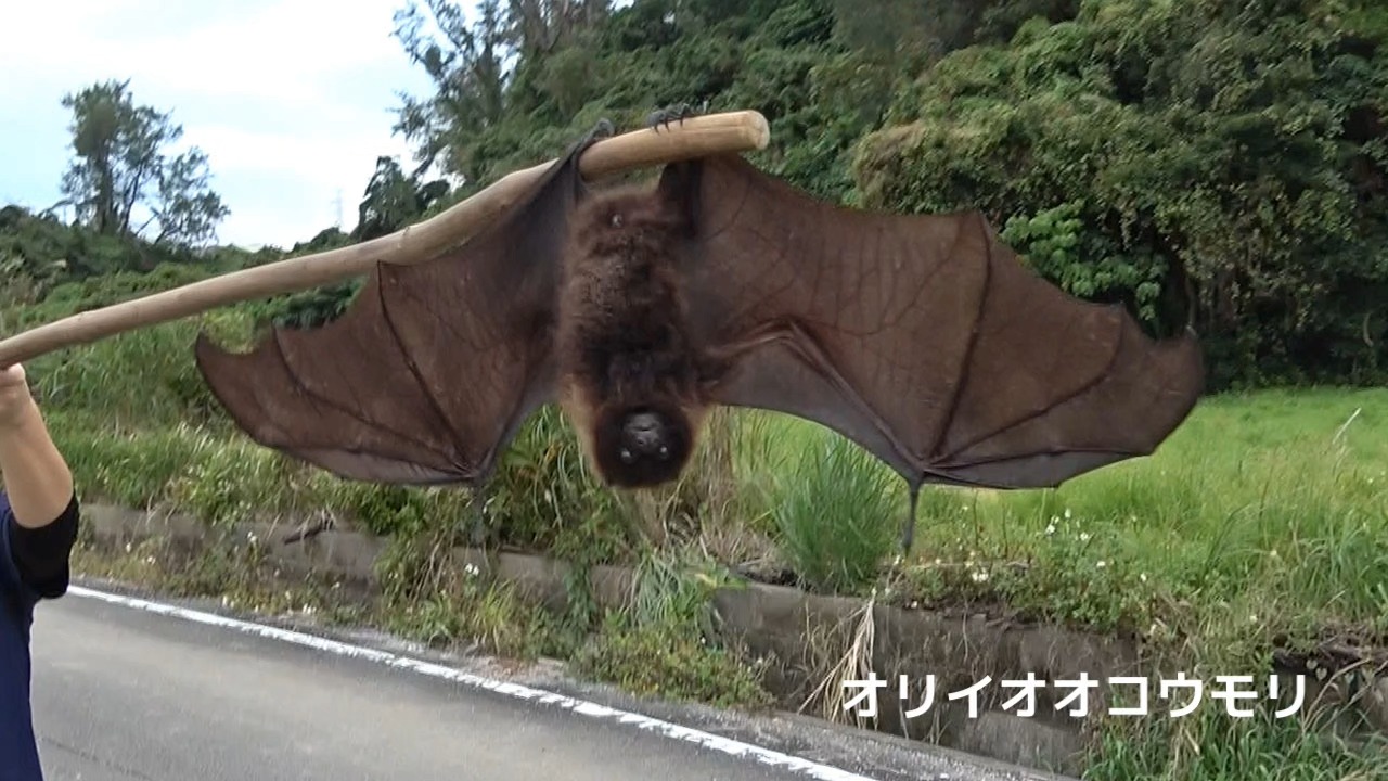 オリイオオコウモリをリリースしました】 昨年11月にうるま市内で