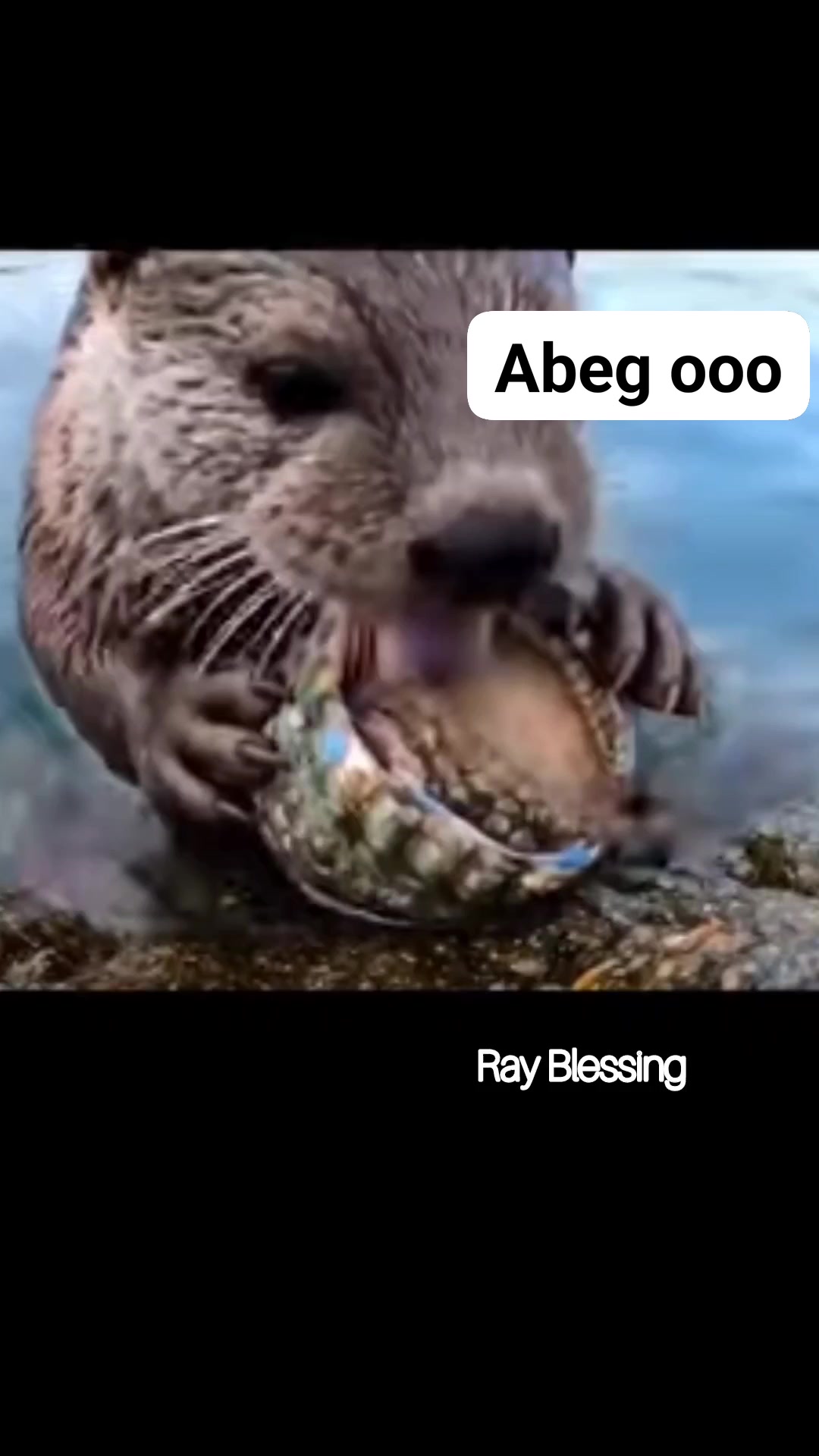 What is this #reelsviralシ #funnyreelsvideo | Ray Blessing | Facebook