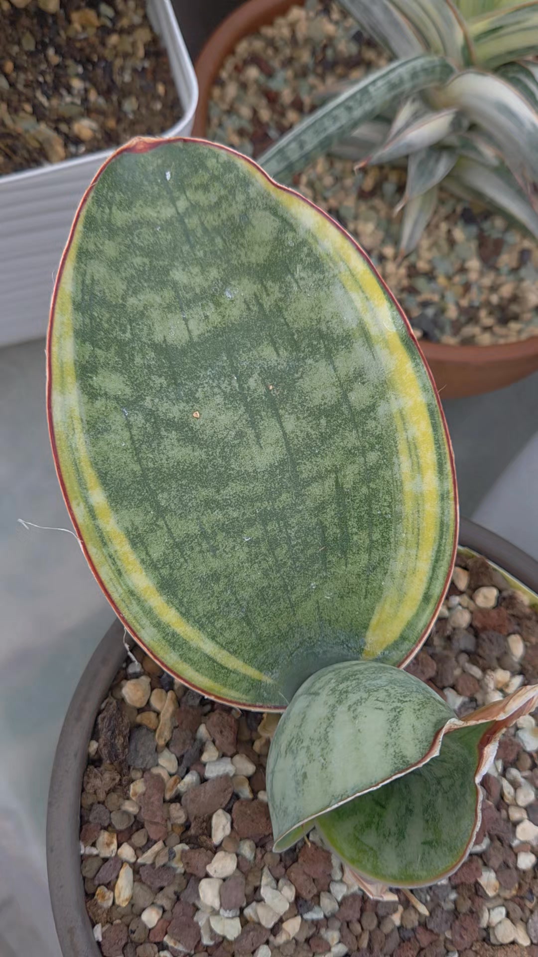 Sansevieria Mafinga ES849 White Var