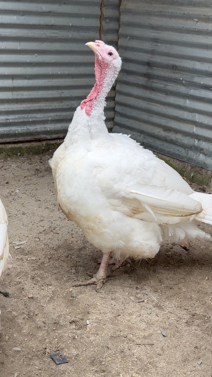 Broadbreasted nicholas white 💪 #TurkeyFarming #backyardfarming # ...
