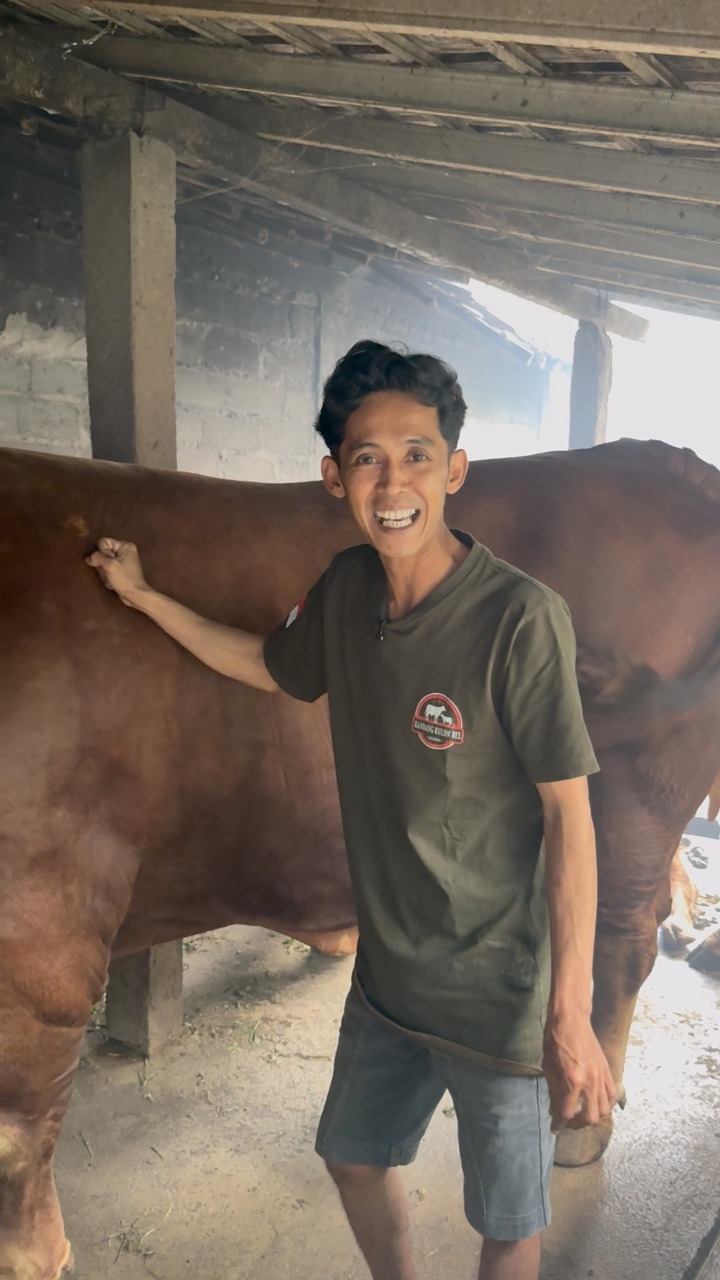 Pelihara 3 th modal cm 15 jt sapi jd 1 ton untung byk #sapi | Pesona ...
