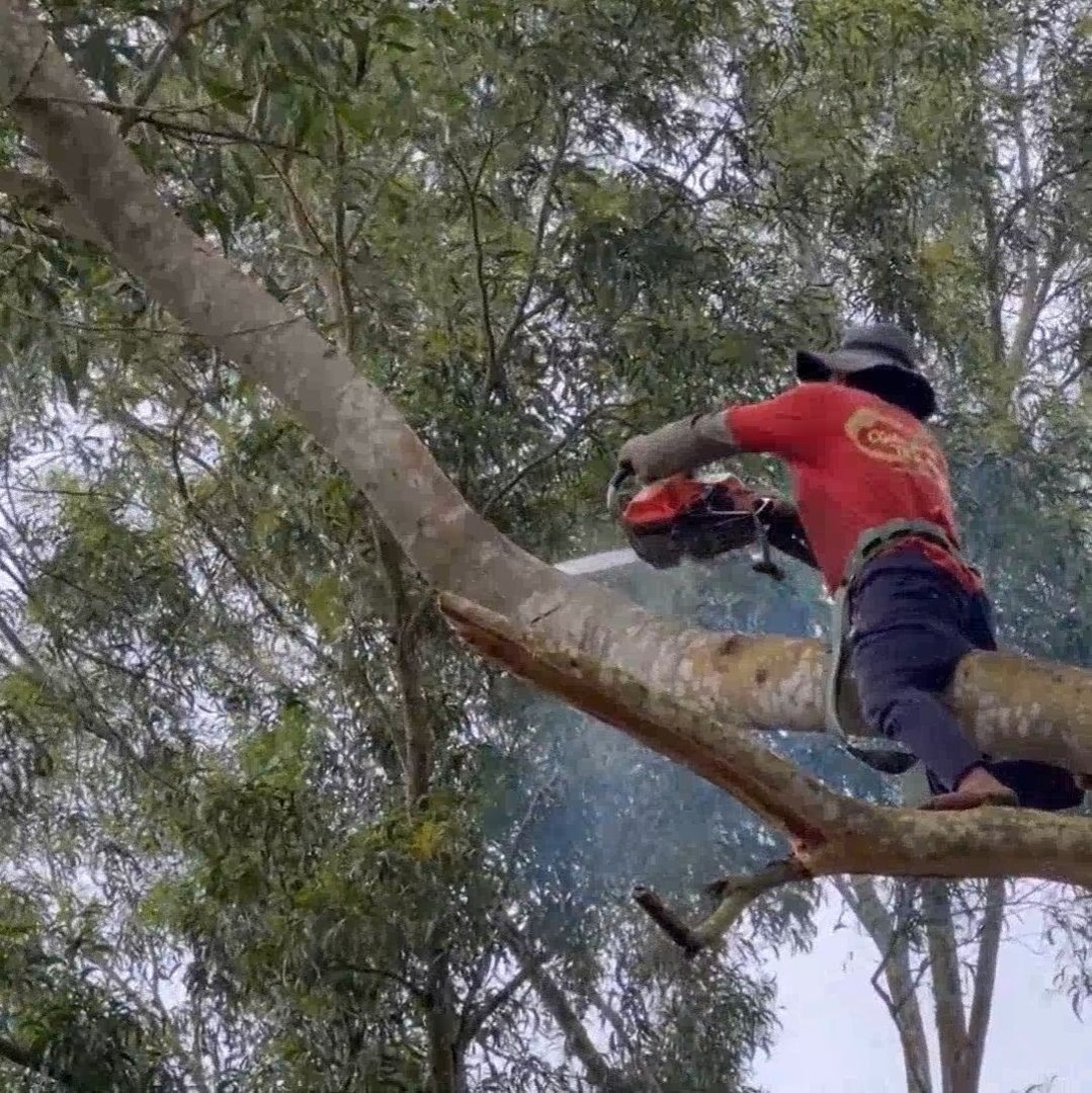 A brave man with his professional skill cutting tree | Making Video ...