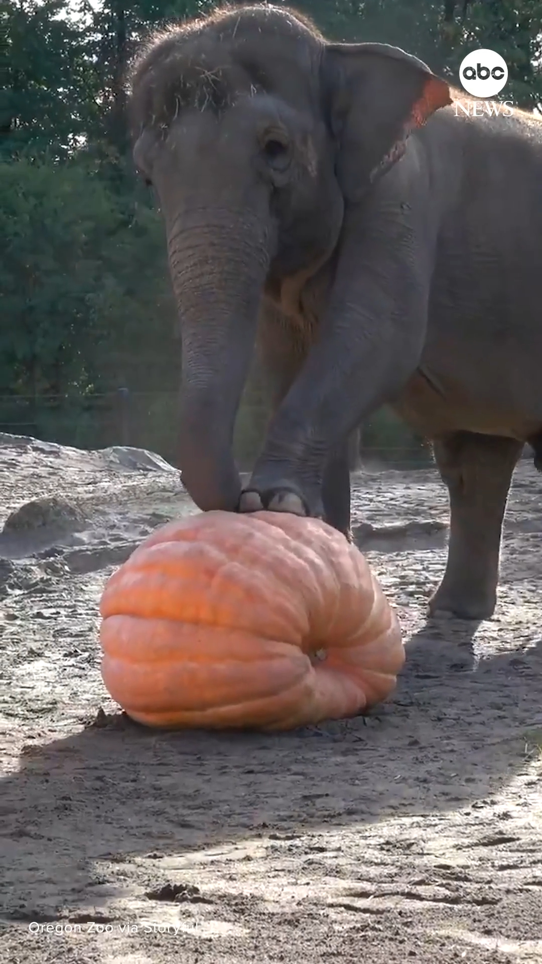Zoo animals are getting into the spooky season with some pumpkin ...