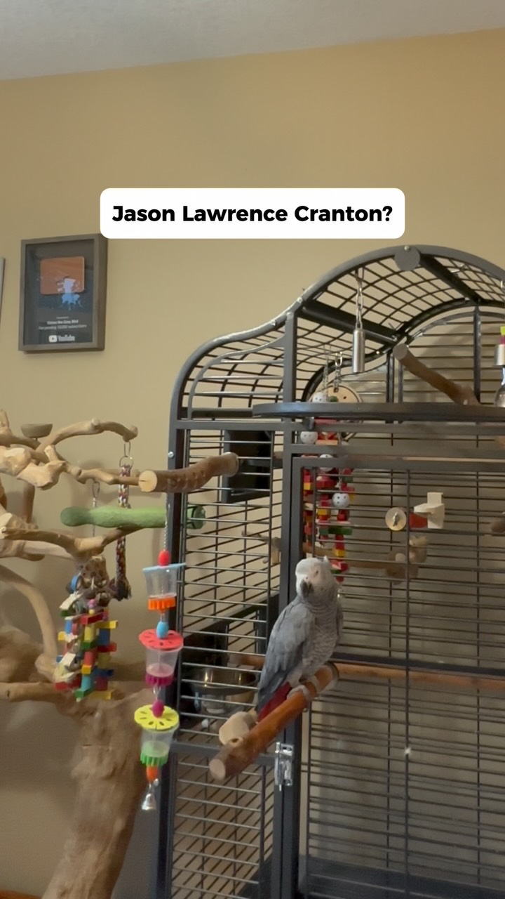 Gizmo tells Bird to Squawk off!! 😅 #funnyparrot #bird #talkingparrot # ...