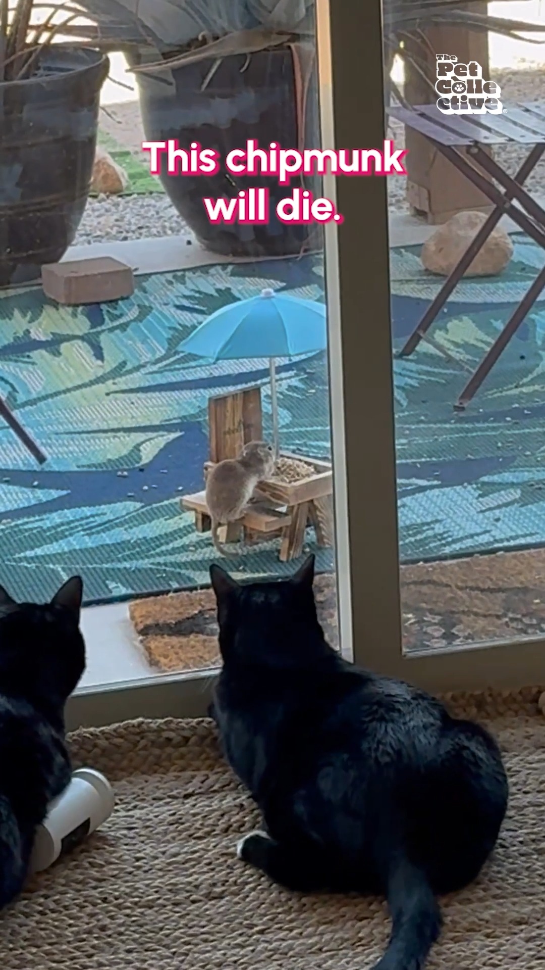 If only that stinky human would lower the force field... #cats #funny ...