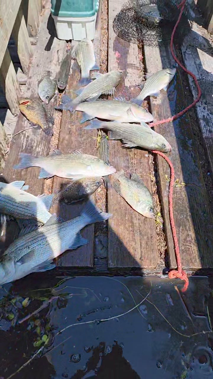 bandit fishing lures for walleye walmart Shad Crankbait LB. Test:100 LB The Bandit Walleye Deep Is CA discriminating against switch back hooks