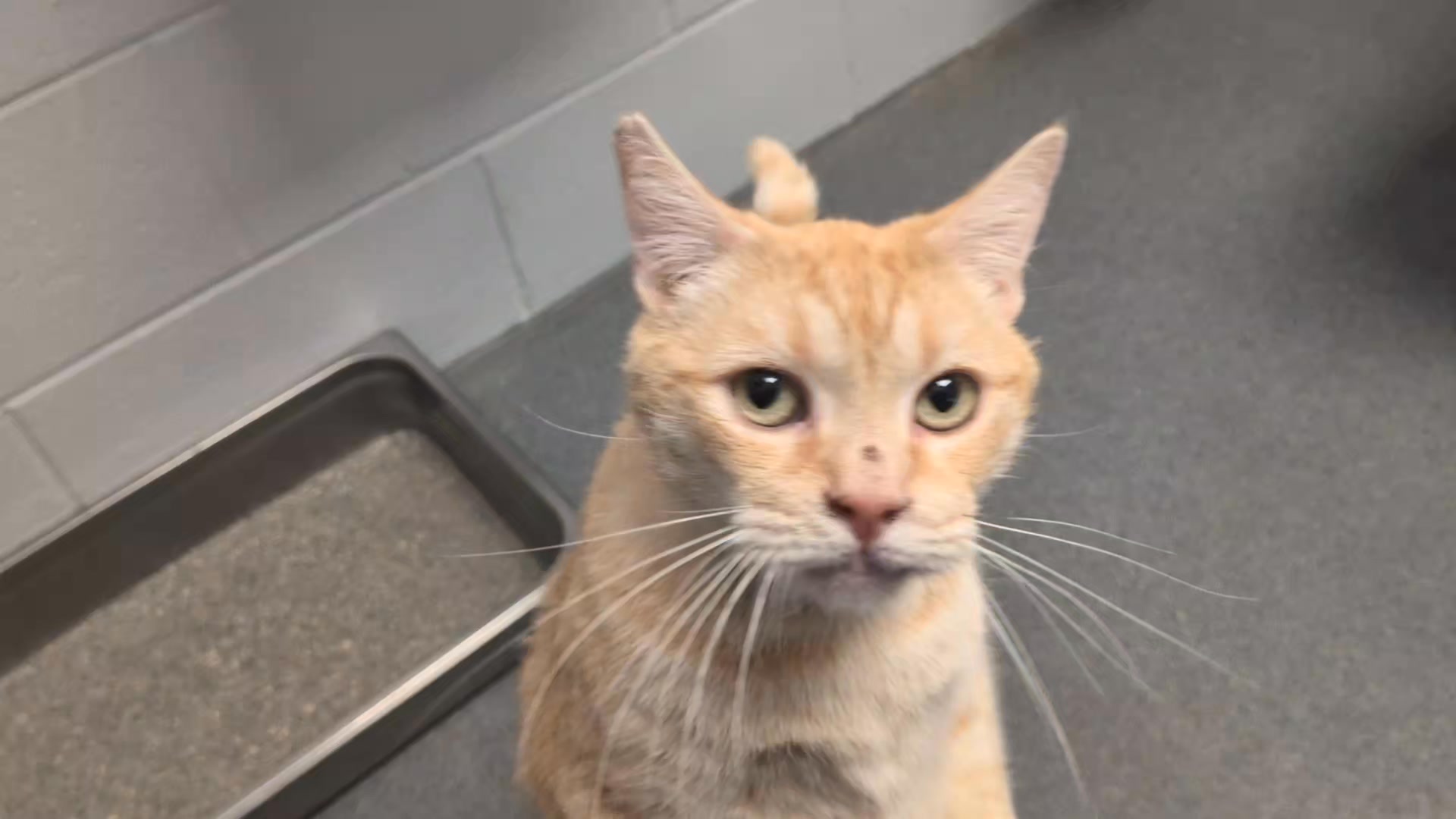 Adopted 🐈‍⬛🧡😸 Luther, an adult male cat available to adopt! He is ...