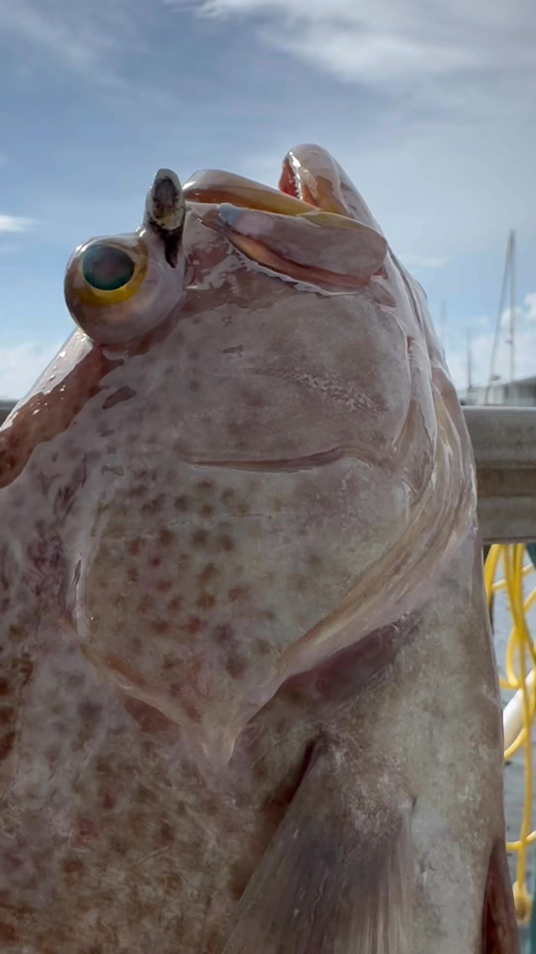 Another beautiful day with a box full of eats! | Bad Habit Offshore ...