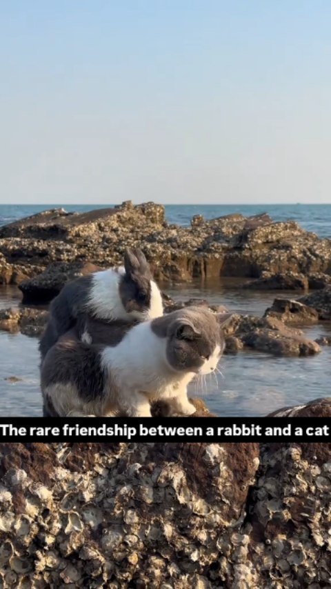 The rare friendship between a rabbit and a cat 🥰🥰 #bunny #bunnylove # ...