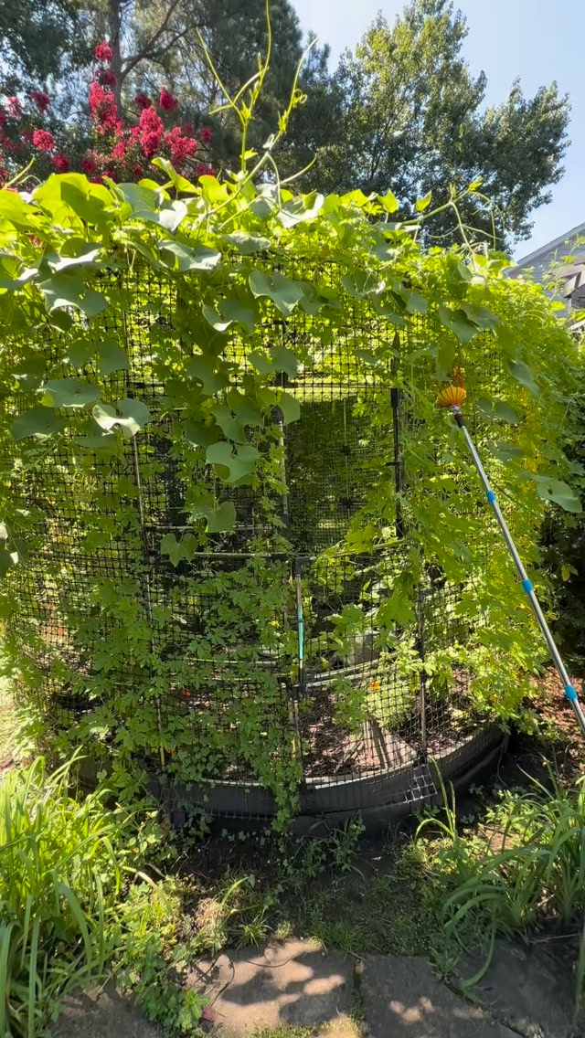Inside my roundabout trellis—where bitter melon vines turn sunlight ...