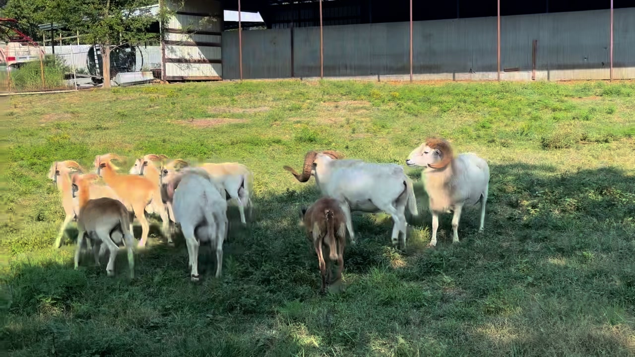 It’s that time! Time to join the rams. They have been next to each ...