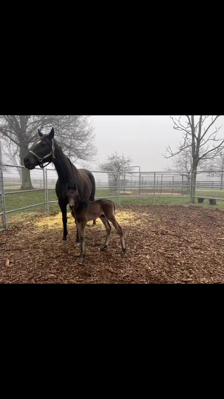 Circle Eight Ranch and Racing | Versailles KY