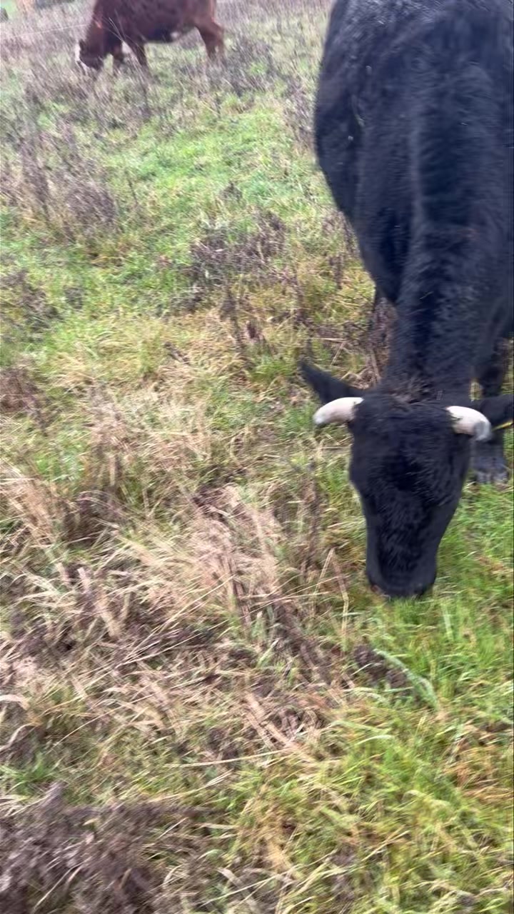Regenerative This is how we do our beef cows all winter long Really wet ...