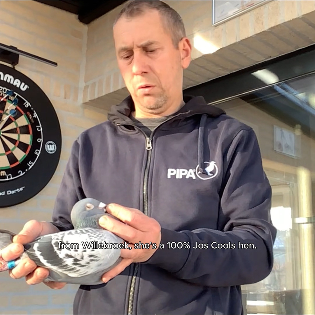 Gert De Swaef shows one of his top breeders on his loft: 