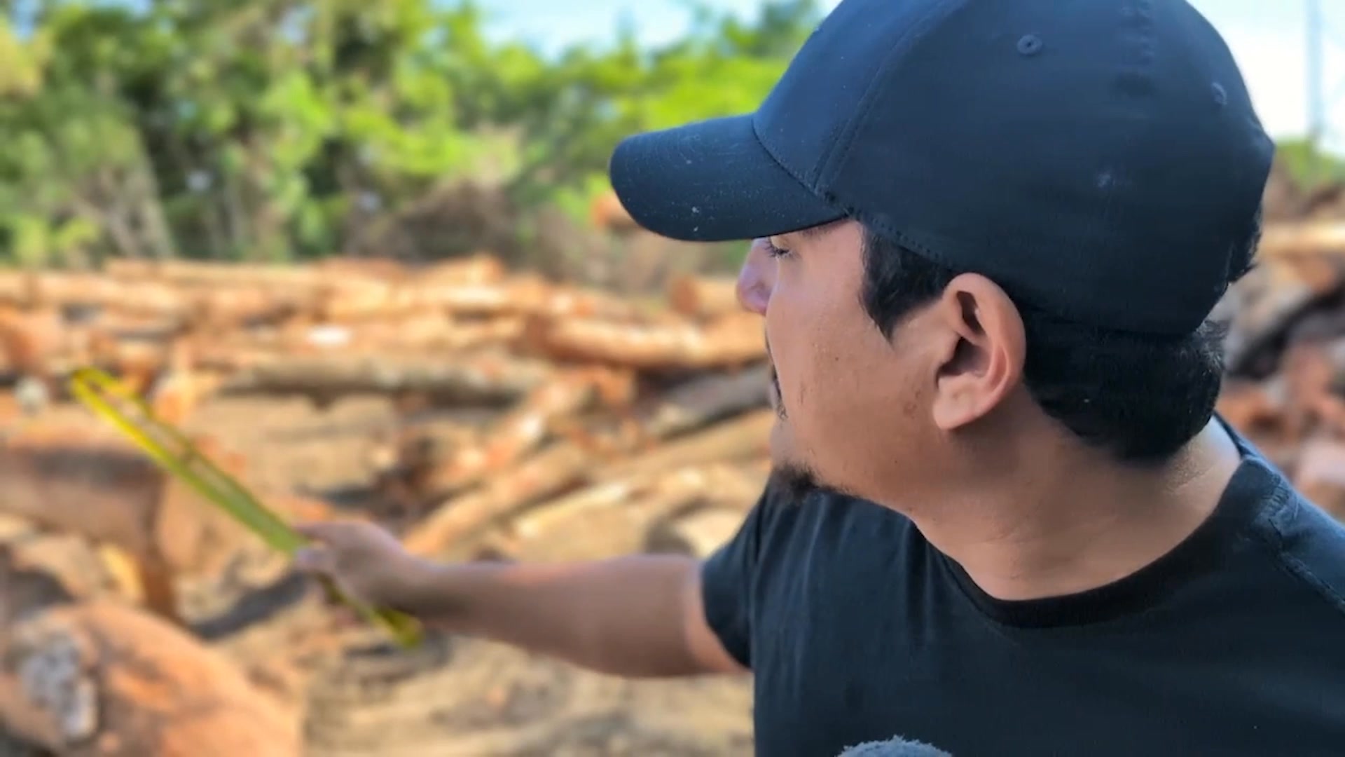 Boston Village Chairman Tries to Shut Down Illegal Logging, Says Police ...