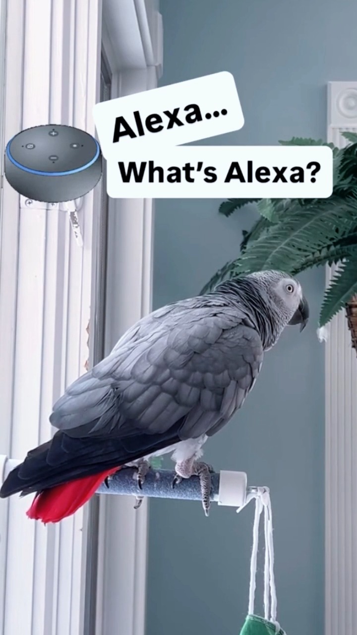 “Alexa Steals the Spotlight – Hilarious Moments with Symon! 😳🤣🦜 # ...