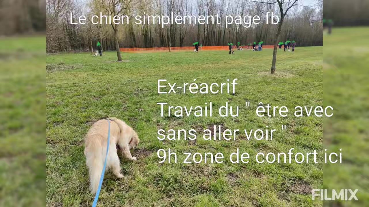 Comment S appelle Le Chien De Marie Pix