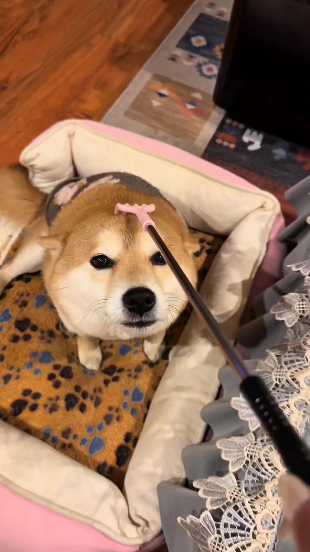 #谁家小狗像个小宝宝 #柴犬 被我开到天使小狗了 | 柴柴小八嘎 | Facebook