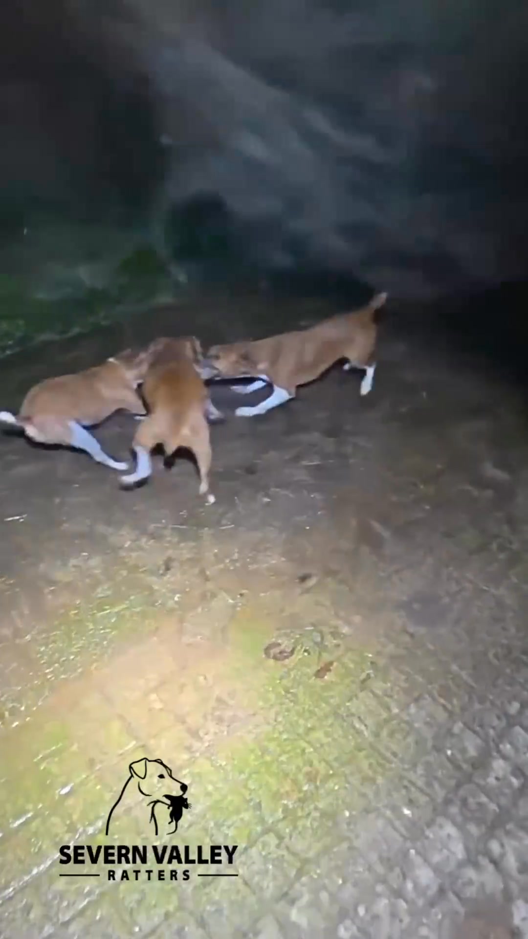Fast paws and sharp instincts. #farminglifestyle #fyp# ...