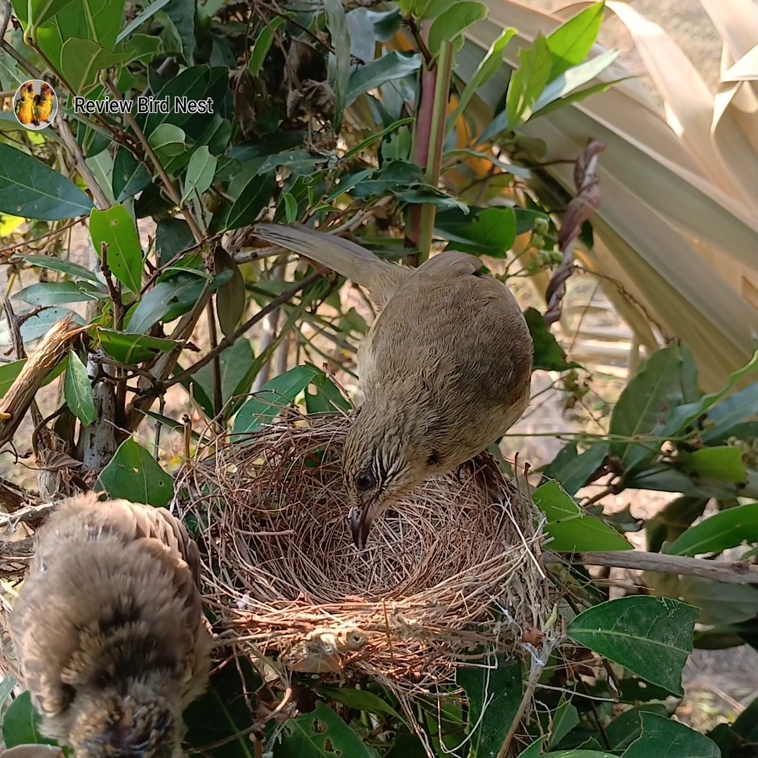 Mother Bird Delivers Dragonfly to Chick in Leafy Nest. | Review Bird ...