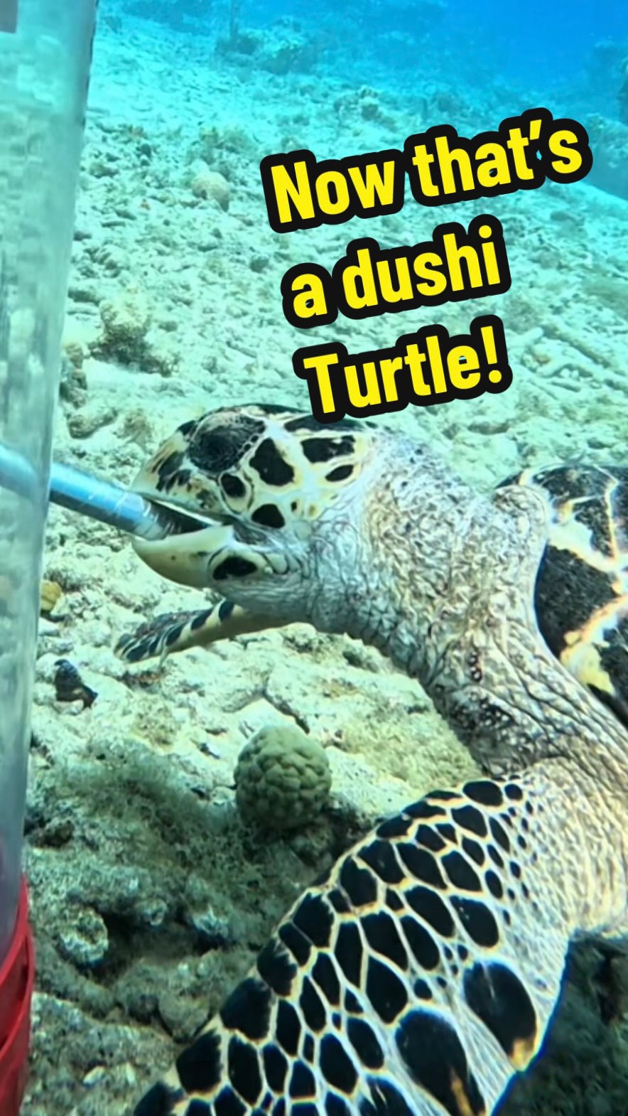 There are dushi turtles everywhere! they have some interesting words ...