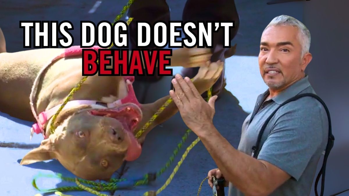 Luna is a strong, powerful Pit Bull, but her energy is out of 