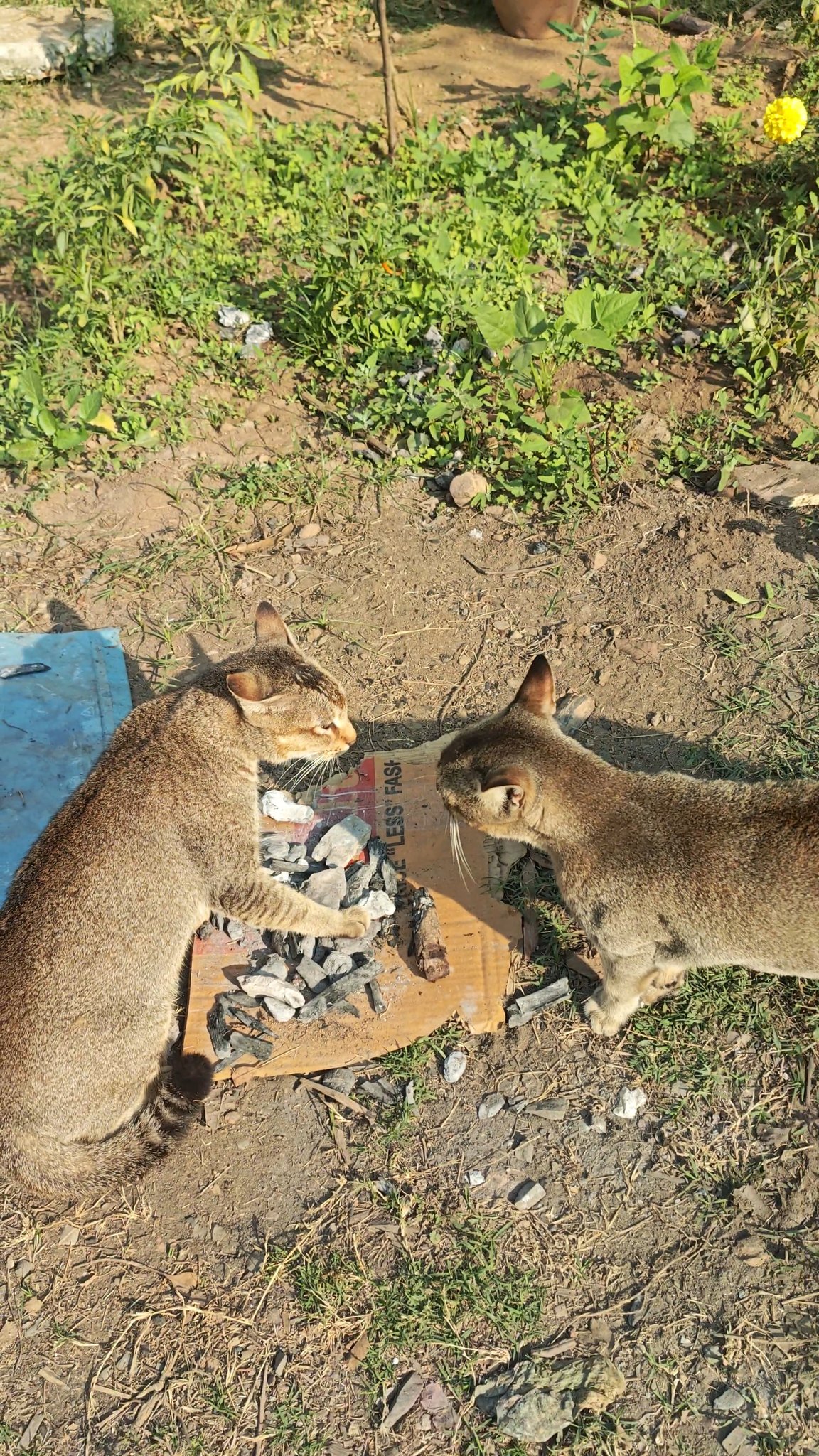 Japanese alley cat fight 💥