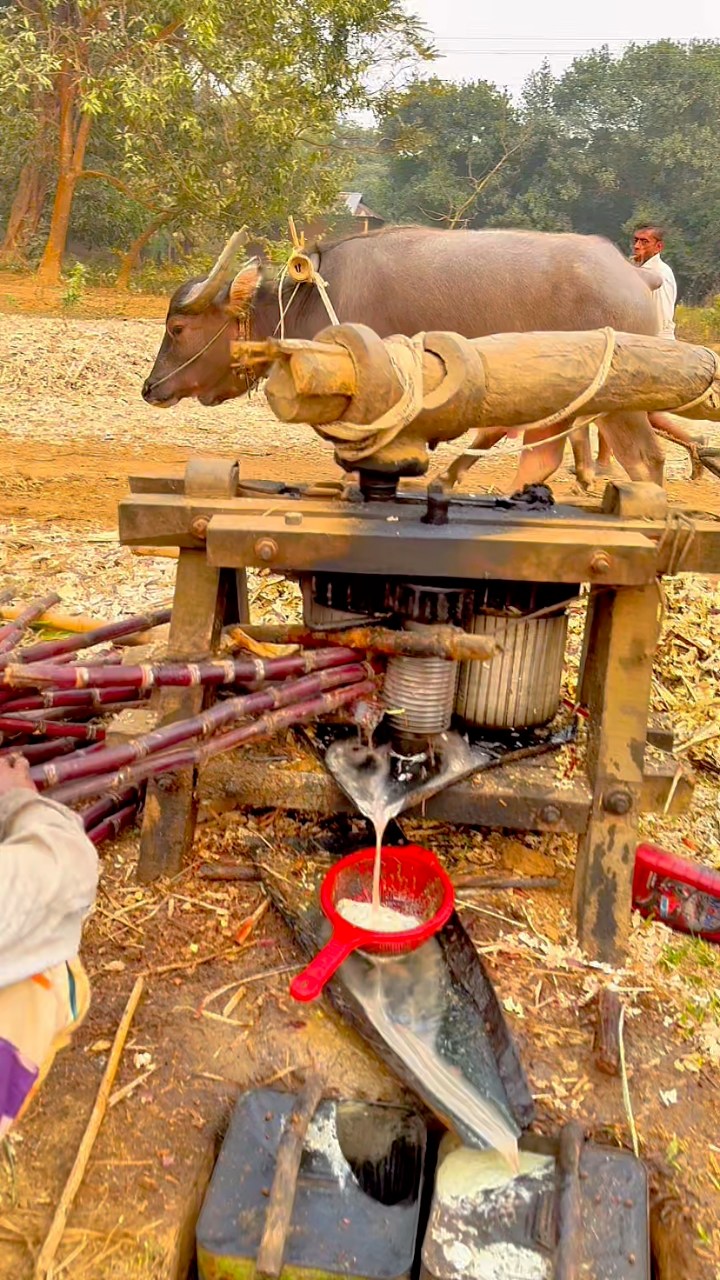 Traditional Sugarcane Juice Extraction Using Buffalo | Ancient Village ...