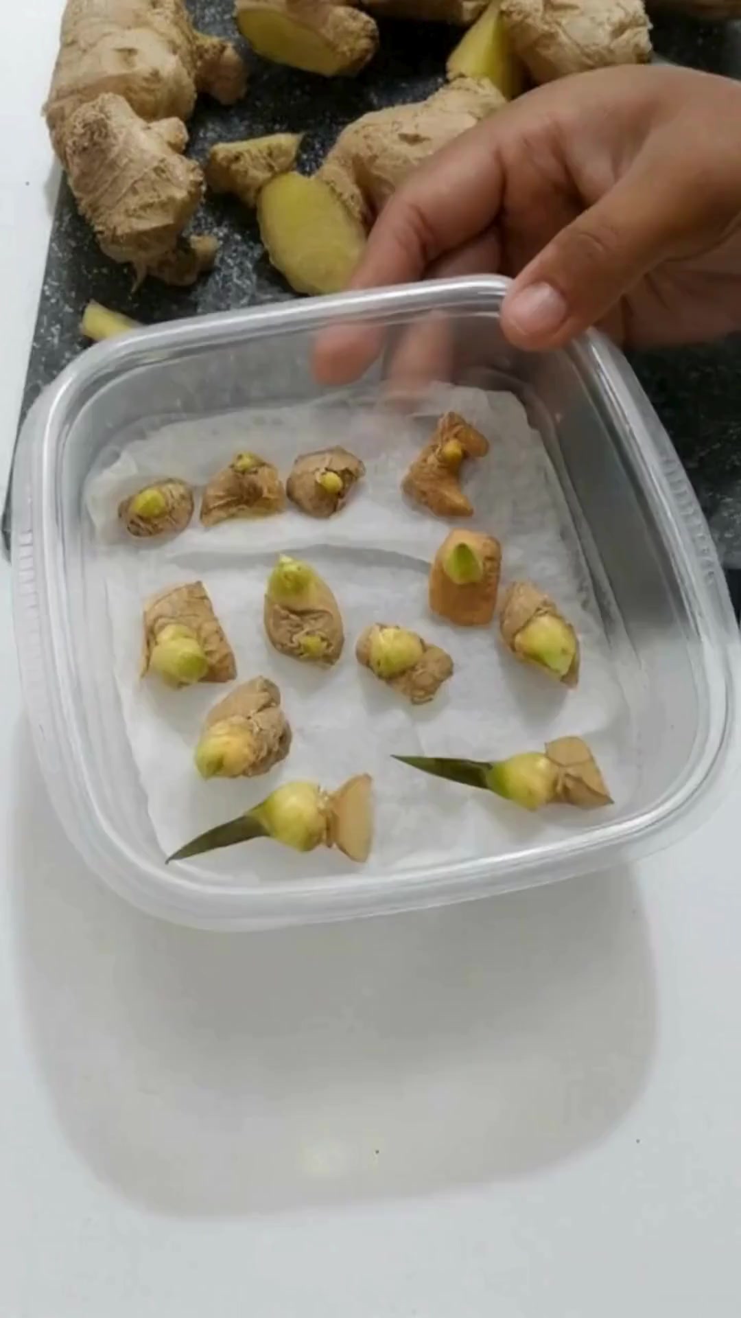 Endlessly Fresh Homegrown Ginger: The Best Method for Pots or Garden ...