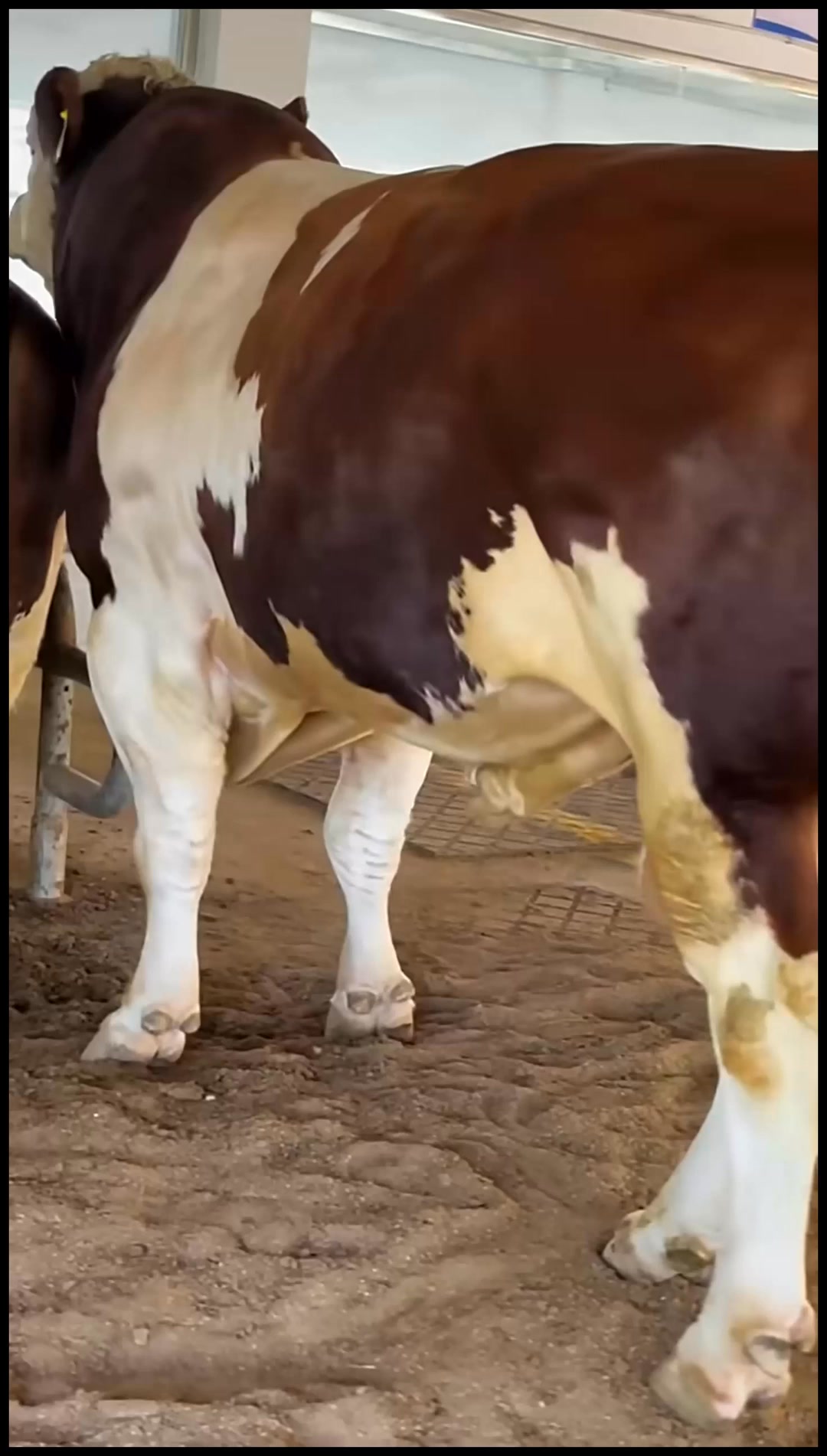 Cow love #cow #animal #cowlove #usa | Abbcc2hh | Facebook